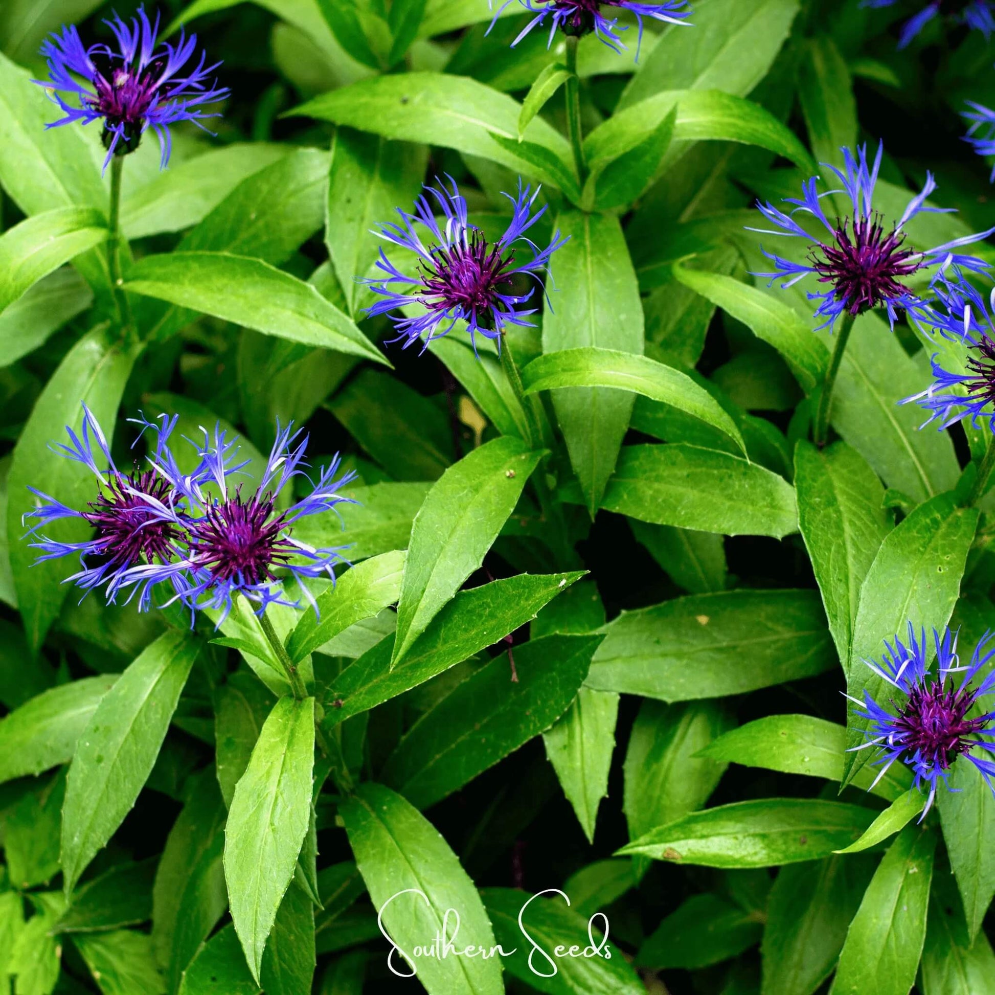 Blue Centaurea Montana Seeds - Flower Plant