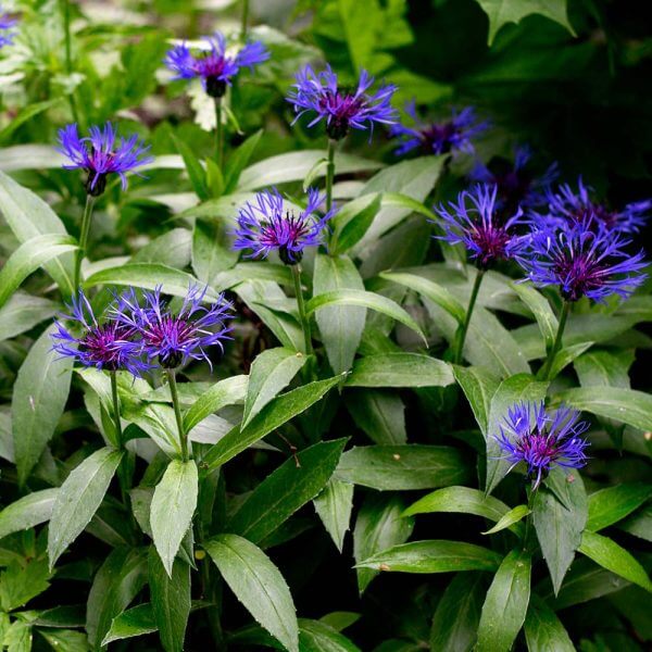 Blue Centaurea Montana Seeds - Flower Plant
