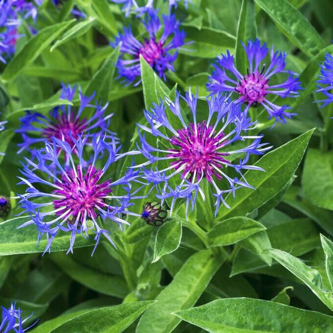 Blue Centaurea Montana Seeds - Flower Plant