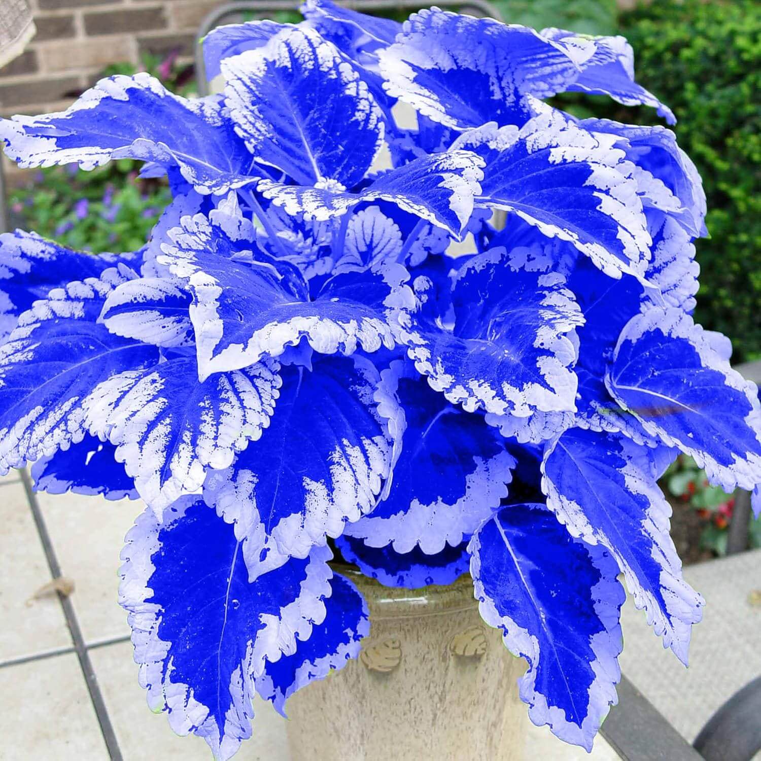 Blue Coleus Seeds - Flower Plant