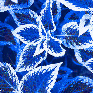 Blue Coleus Seeds - Flower Plant