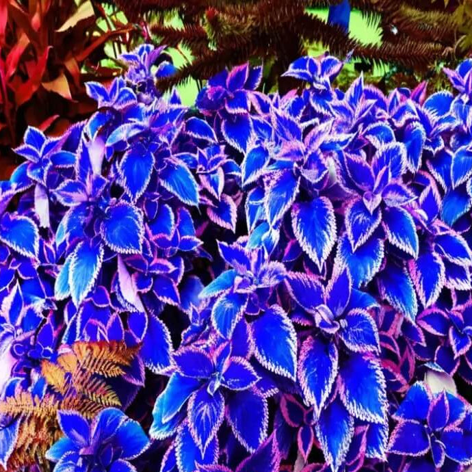Blue Coleus Seeds - Flower Plant