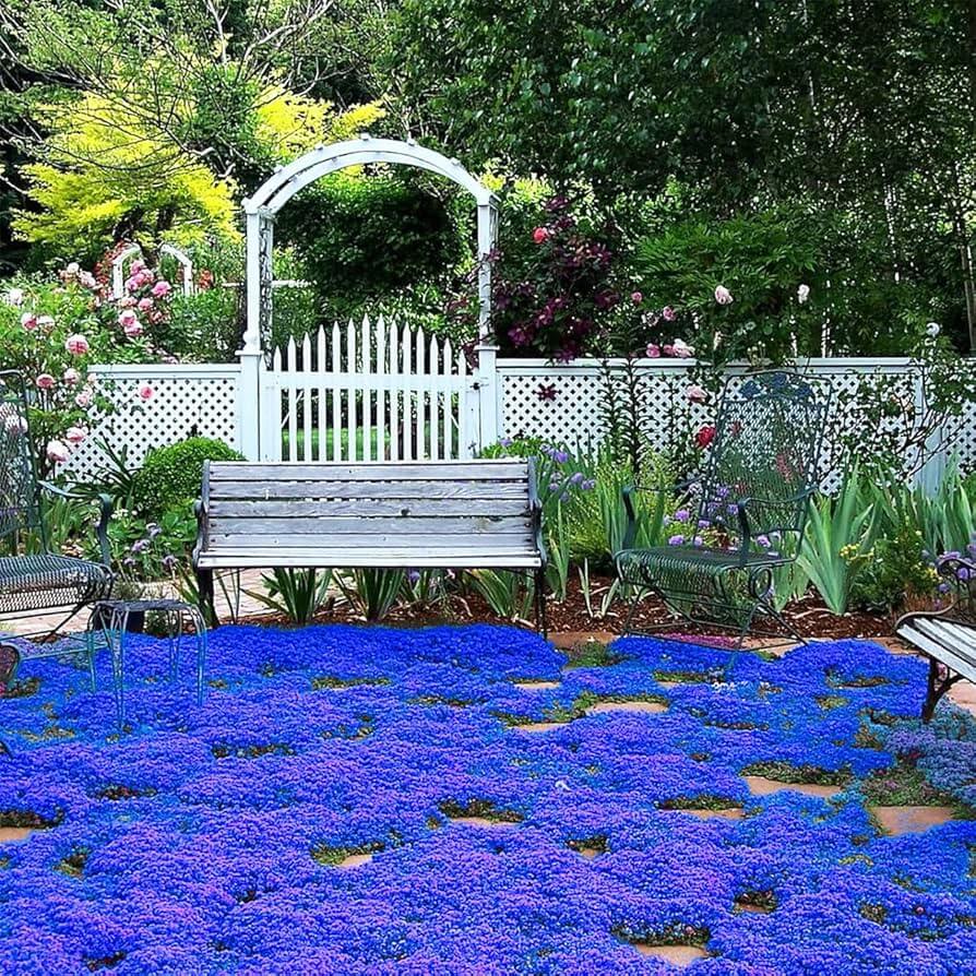 Blue Creeping Thyme Seeds - Herbal Plant