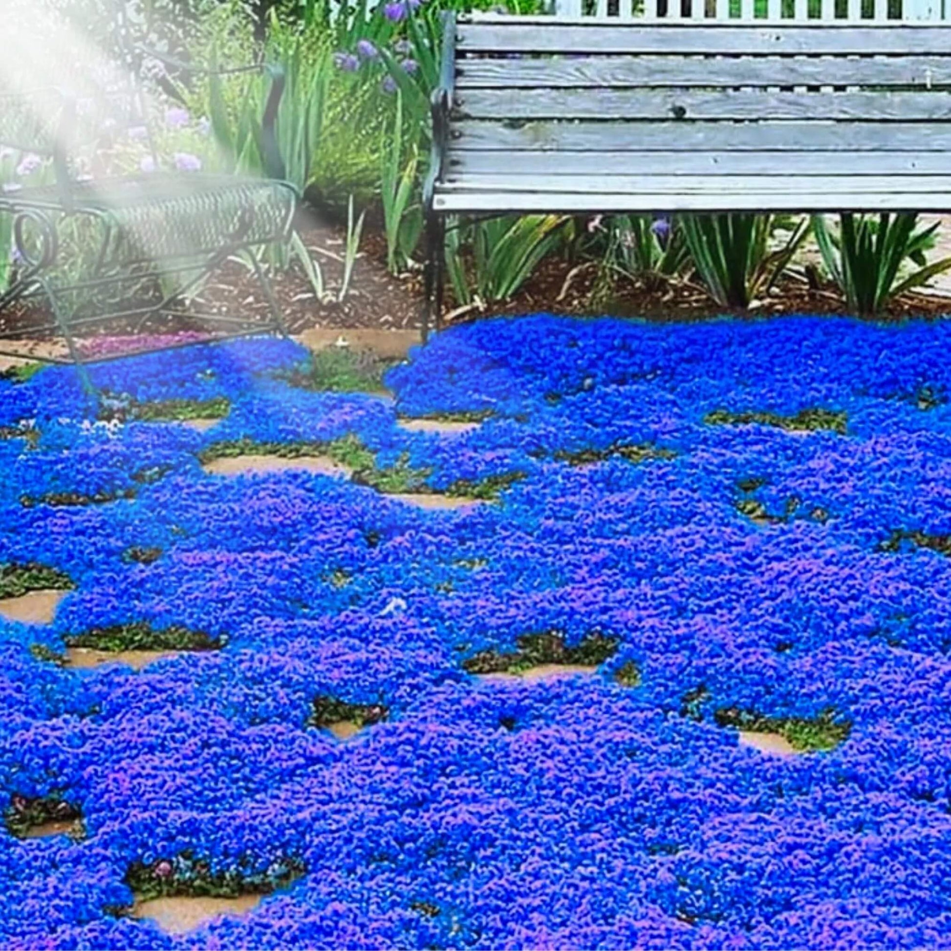 Blue Creeping Thyme Seeds - Herbal Plant
