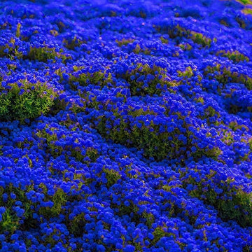 Blue Creeping Thyme Seeds - Herbal Plant