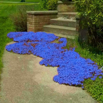 Blue Creeping Thyme Seeds - Herbal Plant