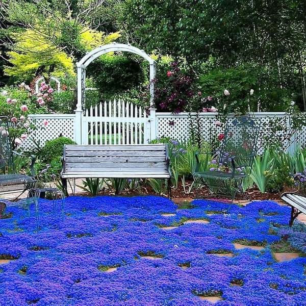 Blue Creeping Thyme Seeds for Planting