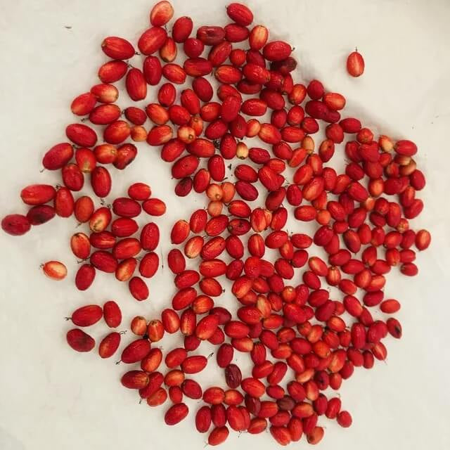 Blue Crocus Seeds 