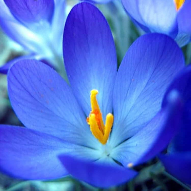 Blue Crocus Seeds 