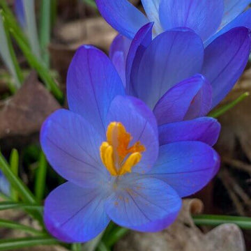 Blue Crocus Seeds 
