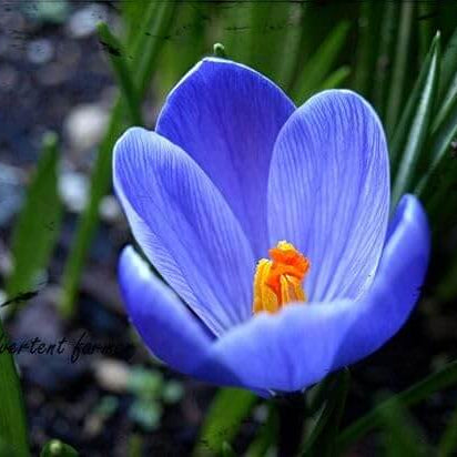Blue Crocus Seeds 