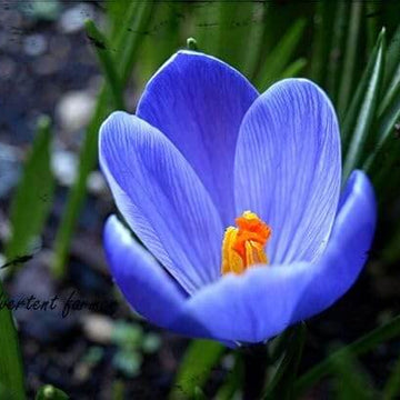 Blue Crocus Seeds 