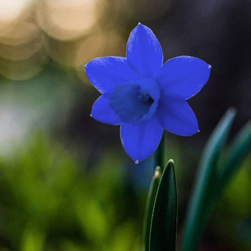 Blue Daffodil Seeds 