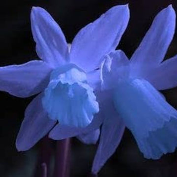 Blue Daffodil Seeds 