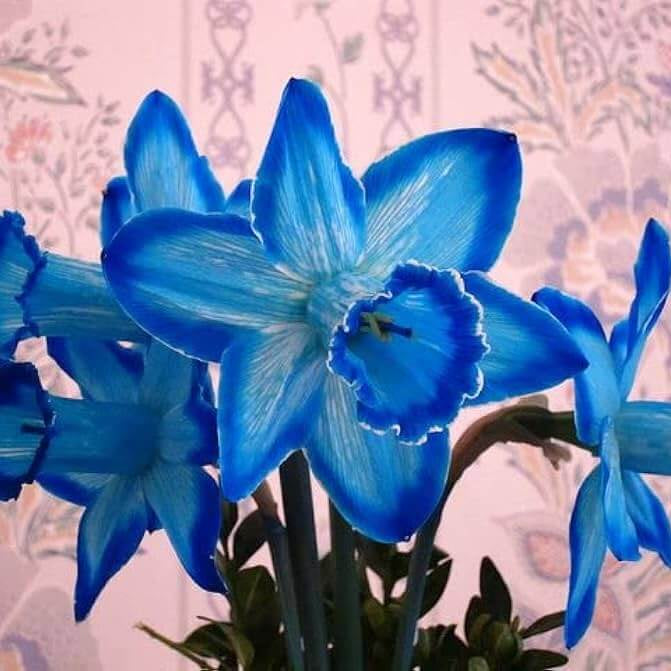 Blue Daffodil Seeds 