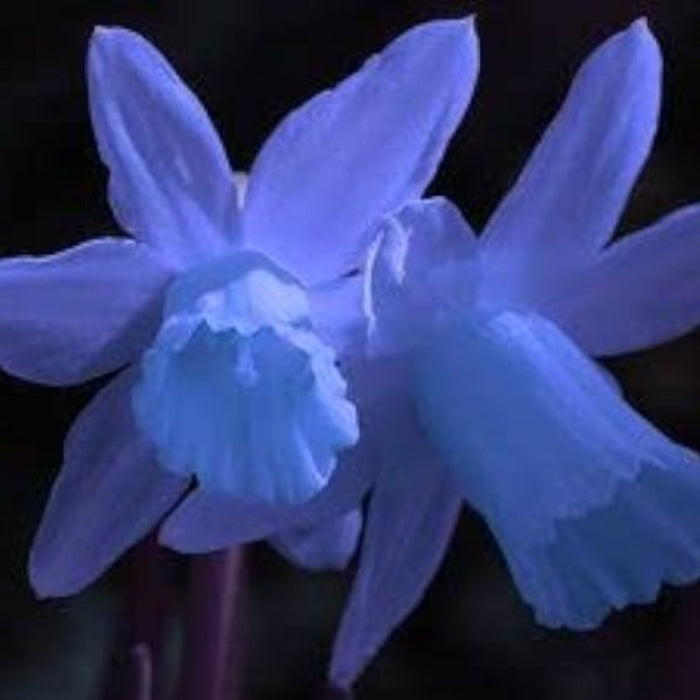 Blue Daffodils Seeds
