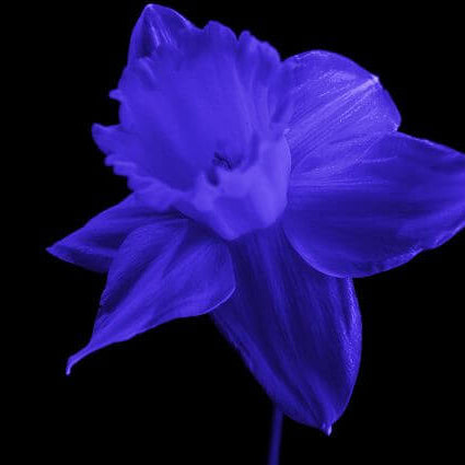 Blue Daffodils Seeds