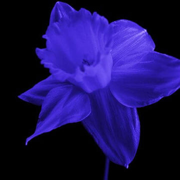 Blue Daffodils Seeds