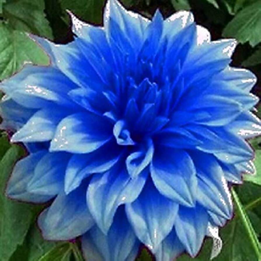 Blue Dahlia Seeds - Flower Plant