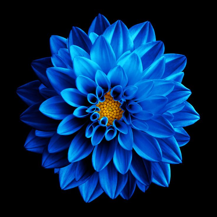 Blue Dahlia Seeds - Flower Plant