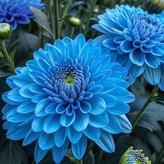 Blue Dahlia Seeds - Flower Plant