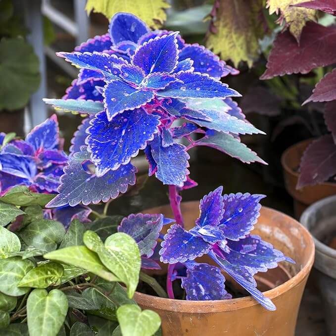Blue Dragon Coleus Seeds - Flower Plant
