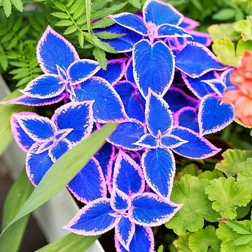 Blue Dragon Coleus Seeds - Flower Plant
