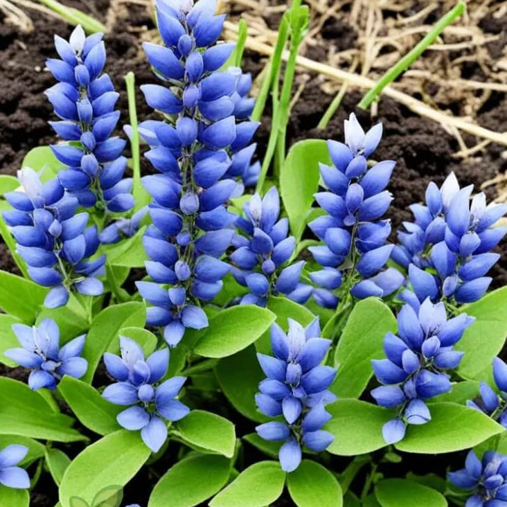 Blue False Indigo Seeds – Premium Quality for Indigo Blossoms
