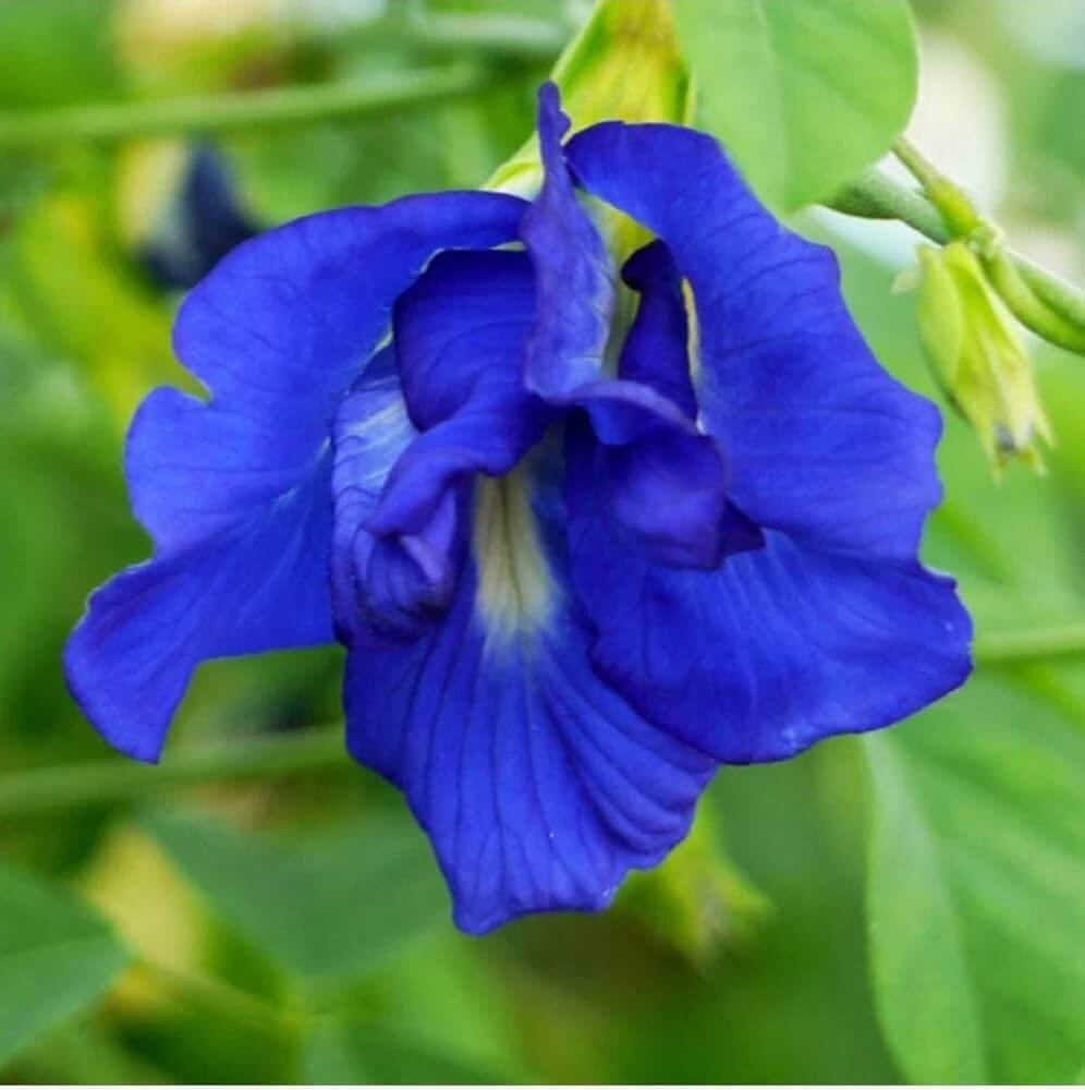 Blue False Indigo Seeds – Premium Quality for Indigo Blossoms
