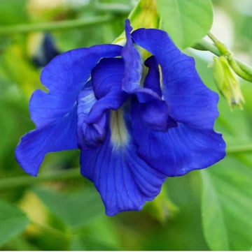 Blue False Indigo Seeds – Premium Quality for Indigo Blossoms
