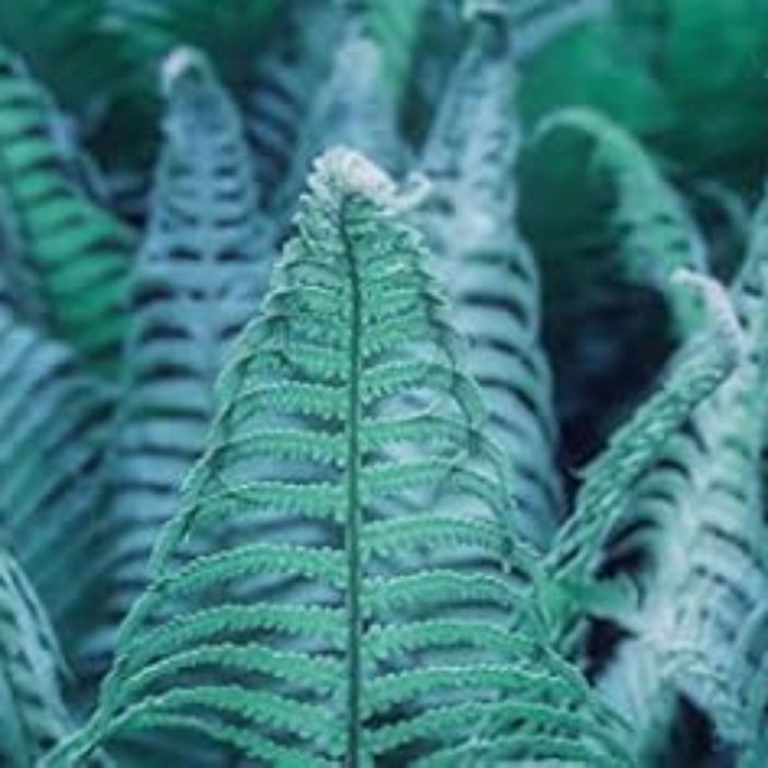 Blue Fern Plant Seeds