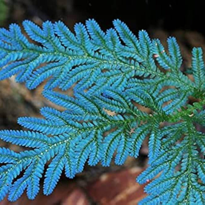 Blue Fern Plant Seeds