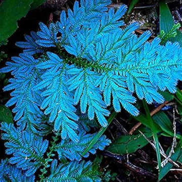 Blue Fern Plant Seeds