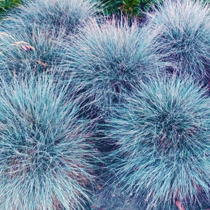 Blue Fescue Seeds – Ornamental
