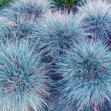 Blue Fescue Seeds – Ornamental
