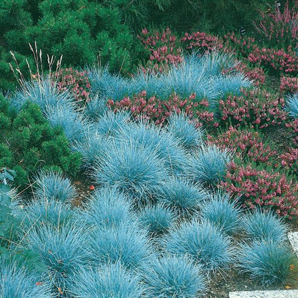 Blue Fescue Seeds – Ornamental
