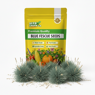 Blue Fescue Seeds – Ornamental