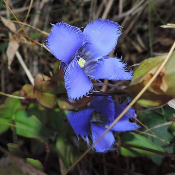 Blue Fringed Gentian Seeds