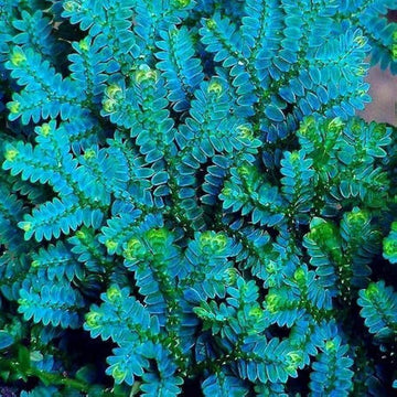 Blue Green Fern Seeds