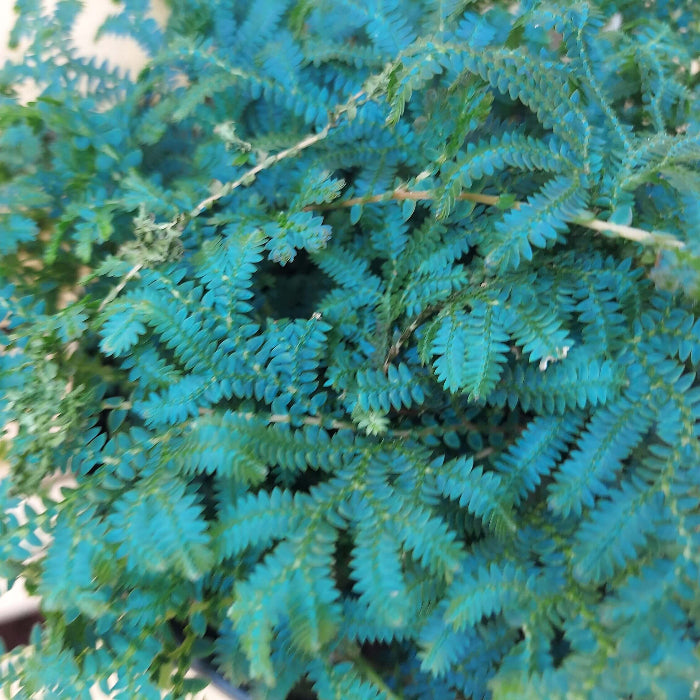 Blue Green Fern Seeds
