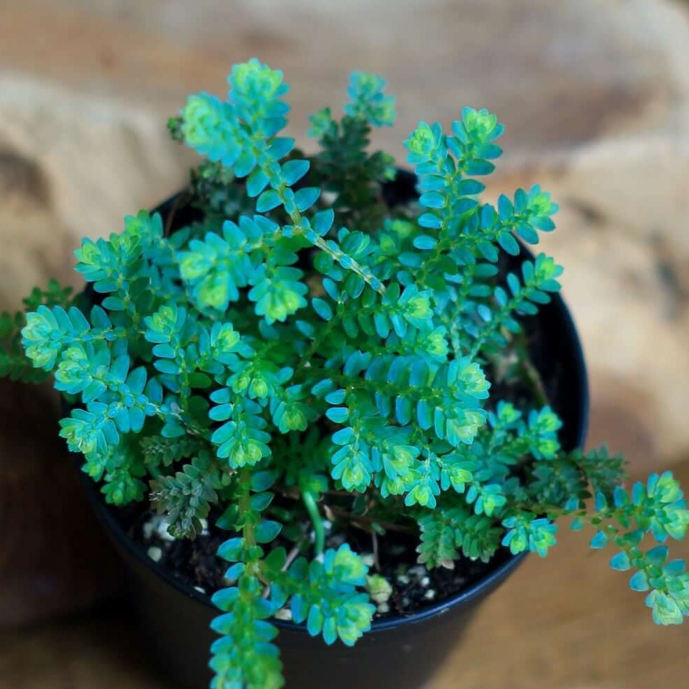 Blue Green Fern Seeds