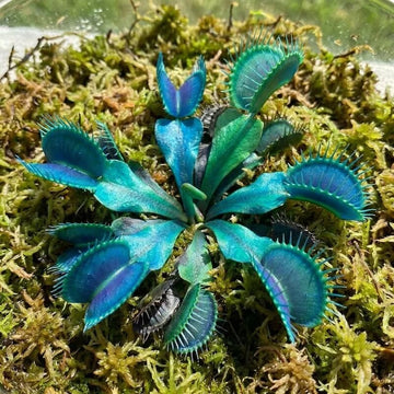 Blue Green Fly Trap Seeds - Flower Plant