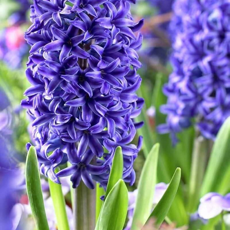 Blue Hyacinthus Seeds – Wildflower Mix
