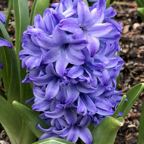 Blue Hyacinthus Seeds – Wildflower Mix
