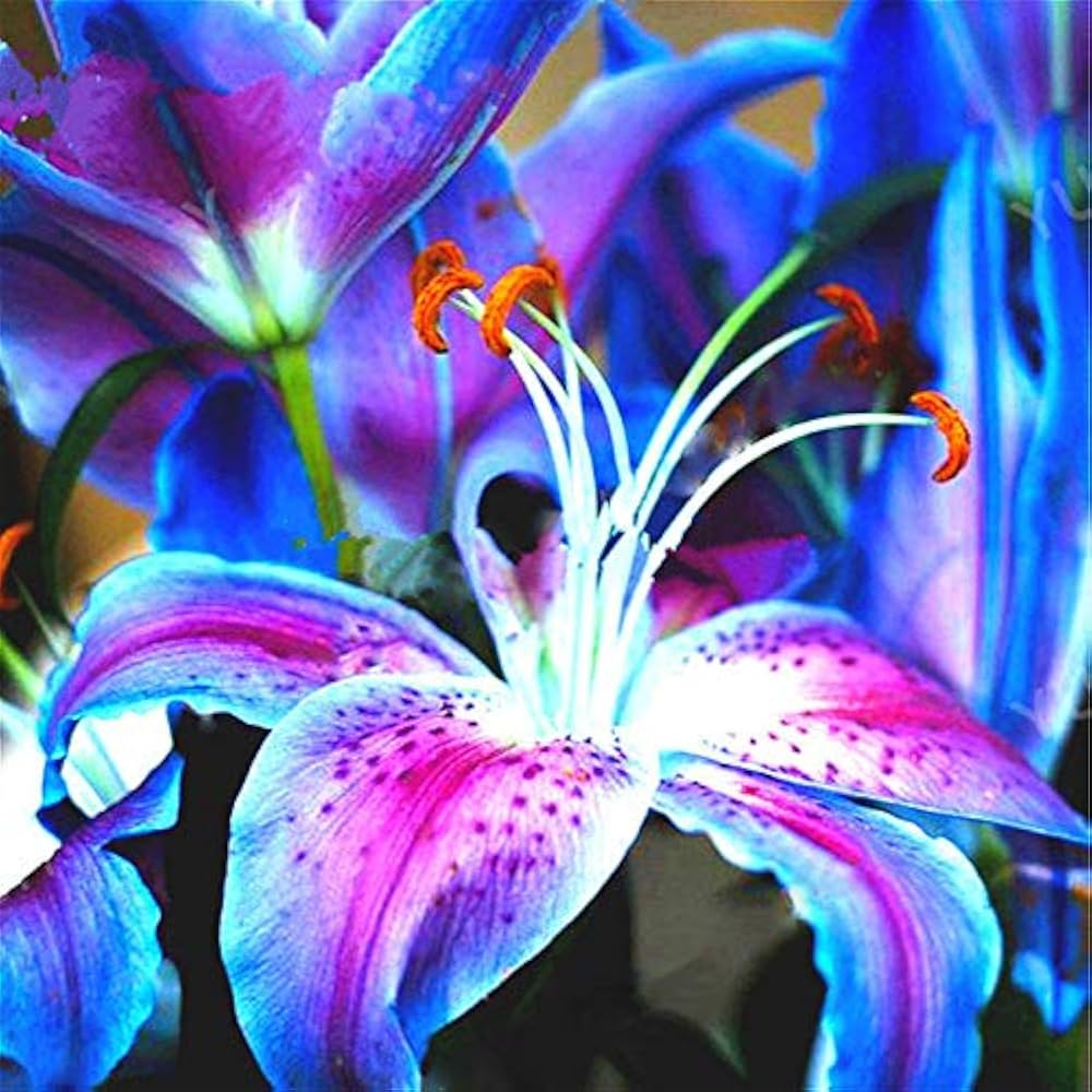 Blue Lily Seeds – Perennial Aquatic Bloom
