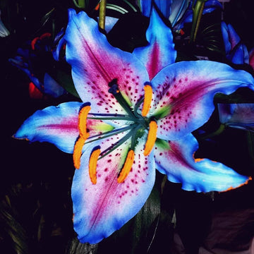 Blue Lily Seeds – Perennial Aquatic Bloom
