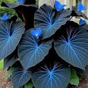 Blue Maidenhair Fern Seeds