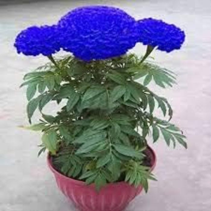 Blue Maidenhair Fern Seeds