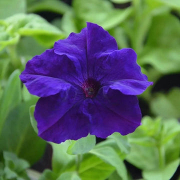 Blue Mandevilla Sanderi Seeds - Flower Plant