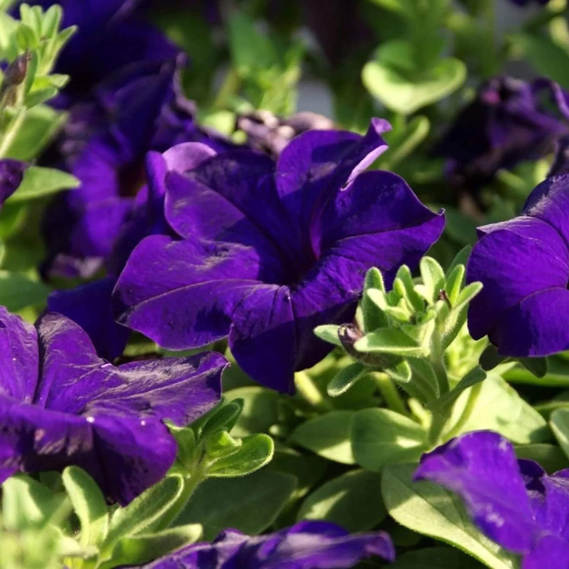 Blue Mandevilla Sanderi Seeds - Flower Plant